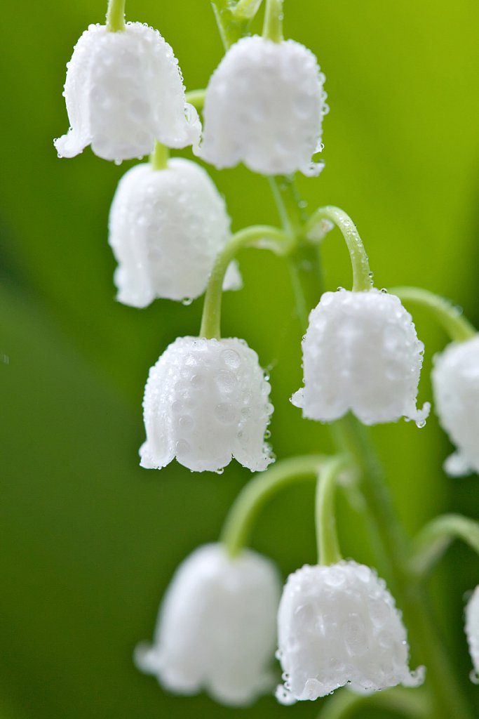 Lily of the valley with water drops